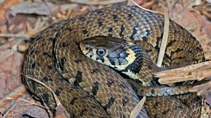 Punp plush giant snake realistic stuffed animal red eyes toy gifts for boys and girls 110 inches. Grass Snake The Wildlife Trusts