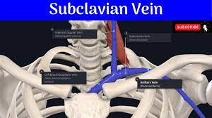 Subclavian Vein Commencement Termination Relations Tributaries Youtube
