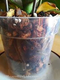 So i had an orchid with no roots and wrinkled 'bunny ears'. Lower Leaves Of Phalaenopsis Orchid Turned Yellow Brown Orchid Leaves Turning Yellow Orchid Leaves Phalaenopsis Orchid