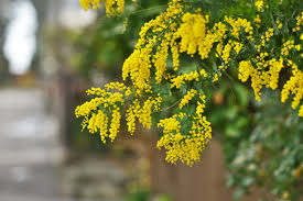 نتیجه جستجوی لغت [acacia] در گوگل