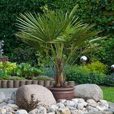 Kaleidoscope Hardy Fan Palm Trachycarpus Fortunei Incredibly Hardy Easily Surviving Past 10 And Very Easy T Palm Garden Palm Trees Garden Potted Palm Trees
