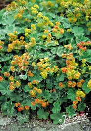 Image result for Alchemilla microbetula