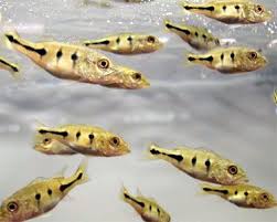 Fav Predator Fish