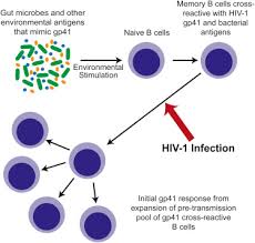 Hiv 1 Envelope Gp41 Antibodies Can Originate From Terminal