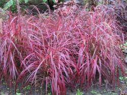 Sakura is the japanese name for cherry blossom which aptly describes this pretty pale pink ballistic. Celebration Pennisetum Lsu Agcenter Ornamental Plant Of The Week Perishable News