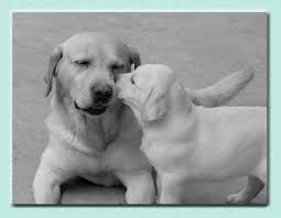Find labrador retriever puppies and breeders in your area and helpful labrador retriever information. Bralex Labrador Retrievers And Rescue