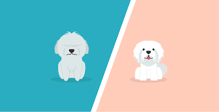 Maltese Vs Bichon Frise What S The Difference Dogbuddy Blog