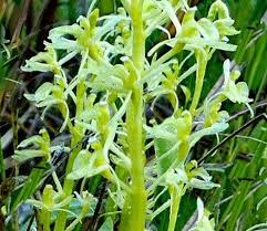 Image result for Liparis