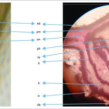 Image result for Isoberlinia tomentosa