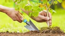 Planter un arbre dans le jardin : quelles sont les règles à ...