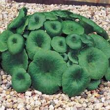 Image result for Umbilicus botryoides