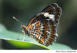 Butterflies And Moths Wet Tropics Management Authority