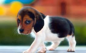 Newer devices, running android 7.1 and up, can follow the steps described on this android wallpaper help guide. Hd Cute Dog Wallpapers Widescreen For Pc Mac Laptop Dog Hd Photo Download 1920x1080 Wallpaper Teahub Io