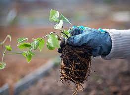 How to prune clematis based on the clematis groups; How To Transplant Clematis In The Fall Practical Recommendations Transplanting Garden Clematis To A New Place Timeline Step By Step Instructions How To Transplant Clematis Correctly When Needed