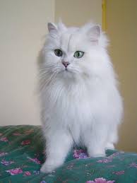 British Longhair Cat White Philippines British Longhair Breeders Grooming Cat Kittens Reviews Pretty Cats Cats Kittens