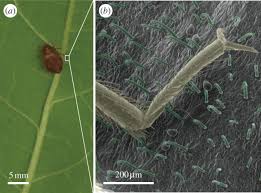 Eliminator ultrasonic pest repeller, 6 count, indoor use only, repels rodents. Entrapment Of Bed Bugs By Leaf Trichomes Inspires Microfabrication Of Biomimetic Surfaces Journal Of The Royal Society Interface