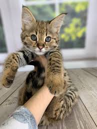 Find savannah kittens for sale on pets4you.com. Savannah Cat For Sale Los Angeles Miami Texas California Savannah Cat Savannah Cat For Sale Savannah Chat