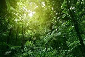 Mengenal Ekosistem Hutan Hujan Tropis Beserta Ciri Cirinya Daihatsu Indonesia