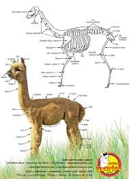 The Anatomy Of An Alpaca Alpaca Sunrise Farm Is A Full Service Alpaca Farm Since 1998 Alpaca Sales Breeding Boarding A Alpaca Facts Alpaca Alpaca Farm