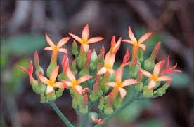 Image result for Kalanchoe rotundifolia