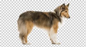 They were brought to iceland by the vikings during the 9th and 10th centuries. Rough Collie Shetland Sheepdog Tervuren Icelandic Sheepdog Old English Sheepdog Shetland Sheepdog Carnivoran Dog Like Mammal Dog Breed Png Klipartz