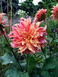Some of our most common sympathy plants are the peaceful white garden and potted white azalea. The 7 Best Plants For Late Summer Garden Success The Middle Sized Garden Summer Flowers Garden Late Summer Flowers Summer Garden