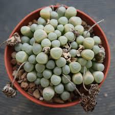 Image result for Anacampseros subnuda