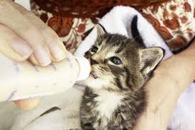 important tips for feeding newborn kittens lovetoknow