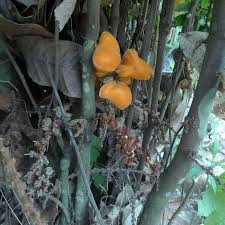 Image result for Pancovia