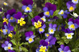 Pansy Colorful Flower That Has Faces On Petals Cgtn