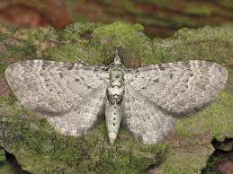 Image result for Eupithecia conterminata
