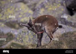 Spanish ibex wild goat licking erect penis Capra pyrenaica Spain Stock  Photo - Alamy