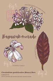 Image result for Sopubia mannii