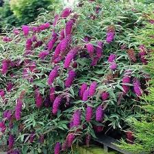 Pin On Awesome Blossoms Enchanting Gardens