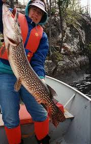 What's a great name for a lawyer? Best Remote Fly In Trophy Pike Camp Cobham River Offer Some Of The Best Fishing In Canada See Why Your Next Fly In Fish Pike Fishing Fishing In Canada Fish