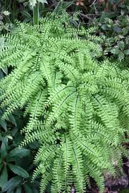 Image result for Adiantum patens