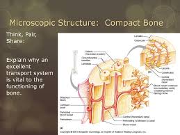 It's easy to look at these and think of bones as dry, dead sticks in your body, but this couldn't be further from the truth. Skeletal System 5 October Ppt Download