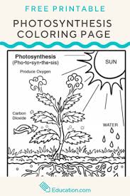Introduce The Concept Of Photosynthesis To Your Young Scientist With This Free Coloring Page Photosynthesis Worksheet Photosynthesis Photosynthesis Activities