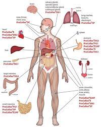 Male body silhouette front clip art. Human Body Organs Diagram From The Back Koibana Info Human Body Organs Body Anatomy Organs Human Body Anatomy