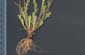 Image result for Senecio cryphiactis