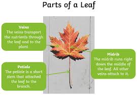 Free: Your Business Is Important To Us And We Appreciate - Canada Symbol  Maple Leaf - Nohat.Cc