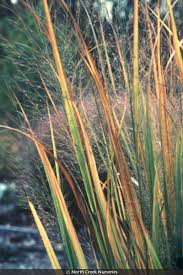 Image result for Panicum novemnerve