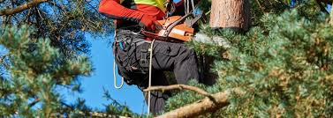 Image result for tree removal clearwater
