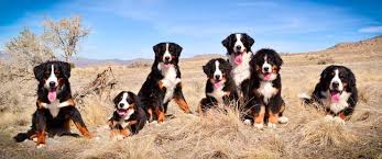 Maybe you would like to learn more about one of these? Bernese Mountain Dog Breeders Near You With Puppies For Sale