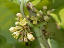 Image result for Marsdenia cynanchoides