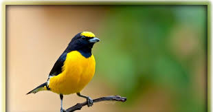  Download Gambar Burung Bekicau Anda Semua Tentunya Ingin Memilikiponsel Dengan Tampilan Yang Amat Nampak Keren Birds Wallpaper Hd Beautiful Birds Cute Birds