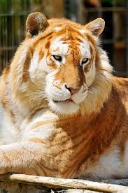 The golden tiger is technically the largest tiger on the planet. The Animal Kingdom A Golden Tiger Golden Tabby Tiger Or Strawberry