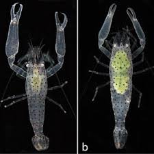 Image result for Tridactyle stevartiana