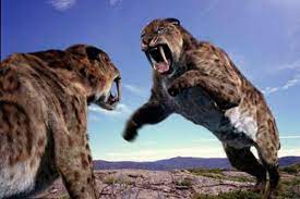 Felipeda miramarensis un tigre dientes de sable en miramar. Por Que Se Extinguieron Los Dientes De Sable Descubre La Respuesta