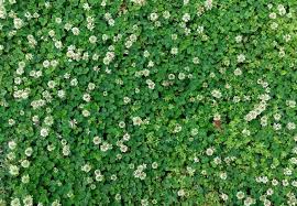 These herbicides tend to have no effect on grasses — but they kill everything else, clovers included. How To Get Rid Of Clover Bob Vila